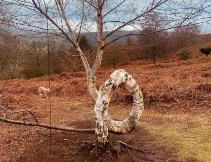 Garway Hill Tree