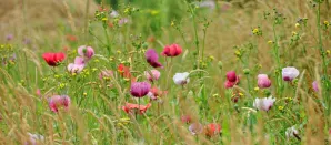 wild flowers