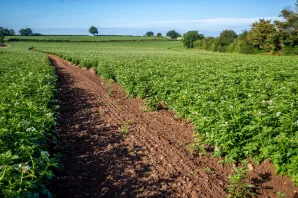 Potato Field 2