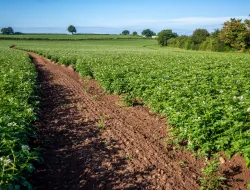 Potato Field 2