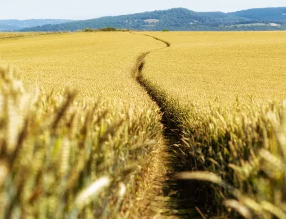 Corn Field