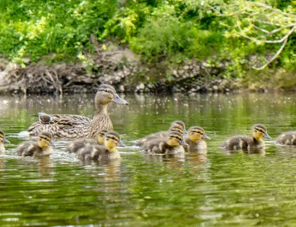 Ducks contrast